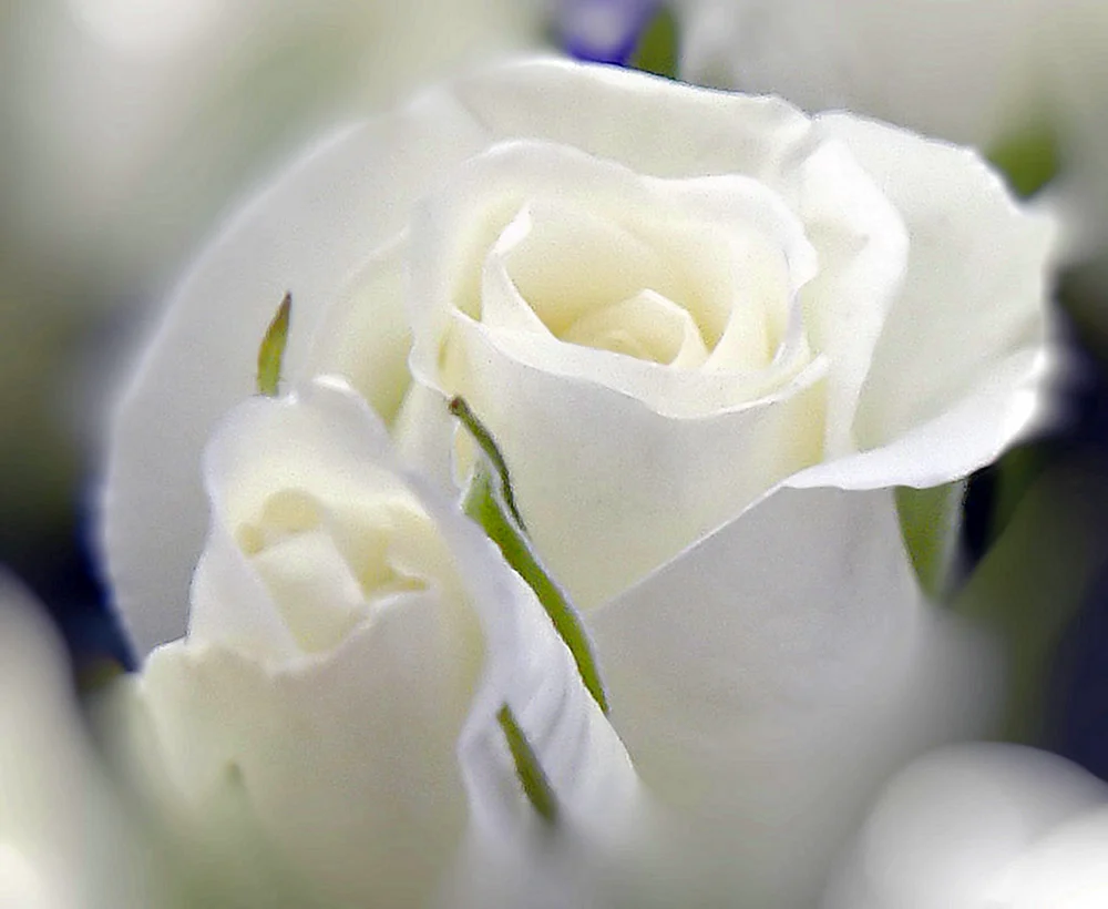 Feine weiße Blumen