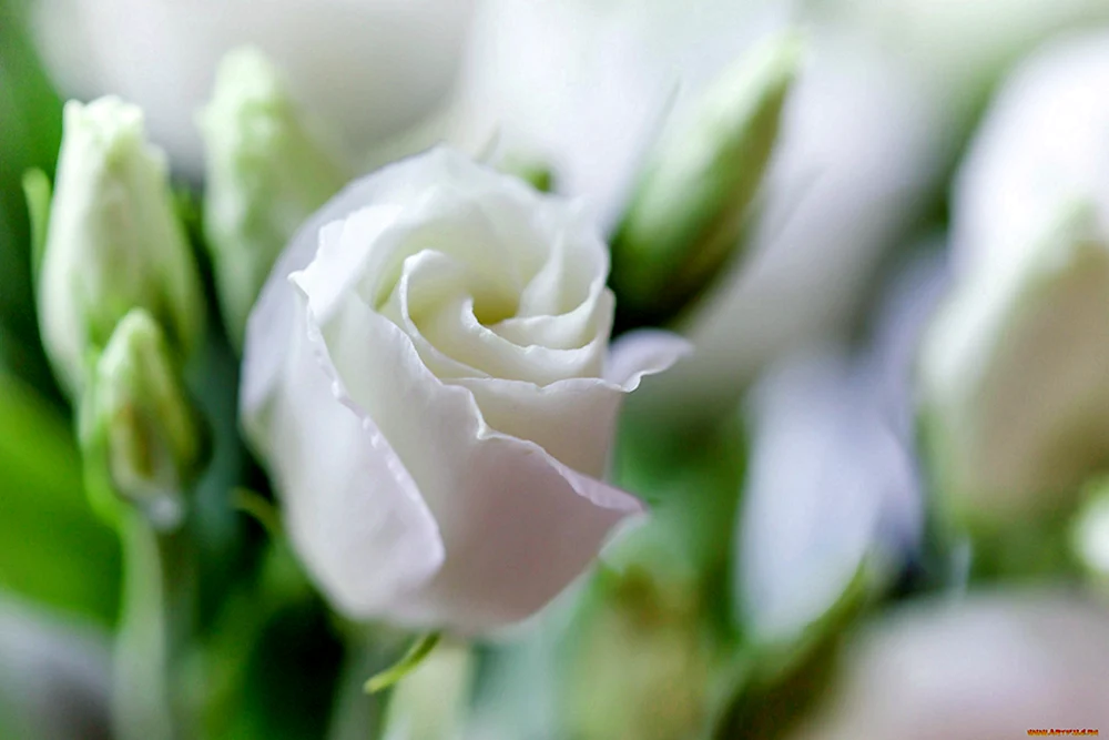 Weiße Blumen