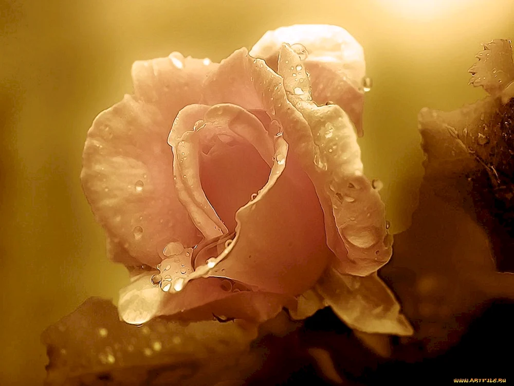 Zarte Liebe