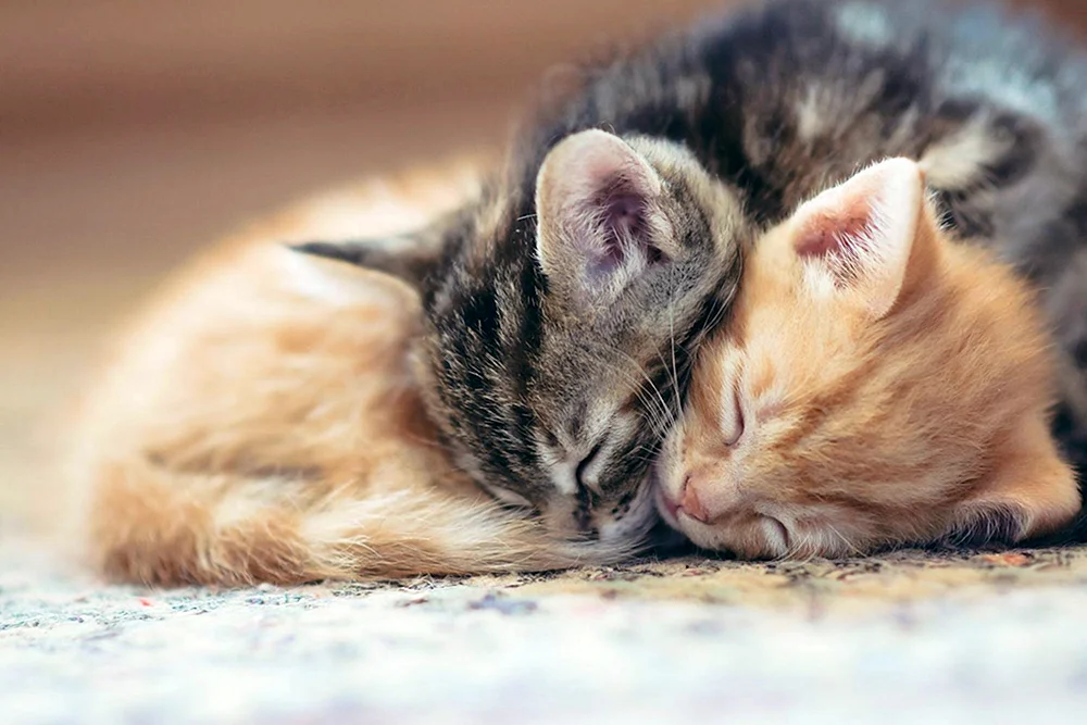 Katzen kuscheln
