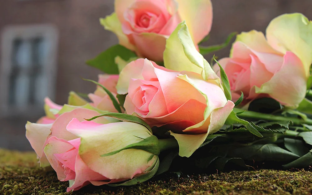 Rosa Flover