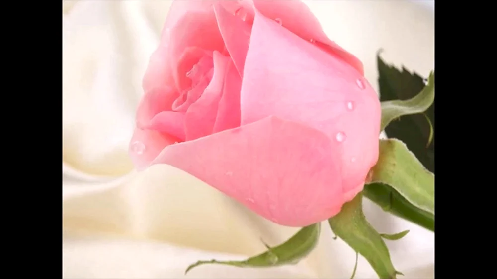 Blumen auf der Hand
