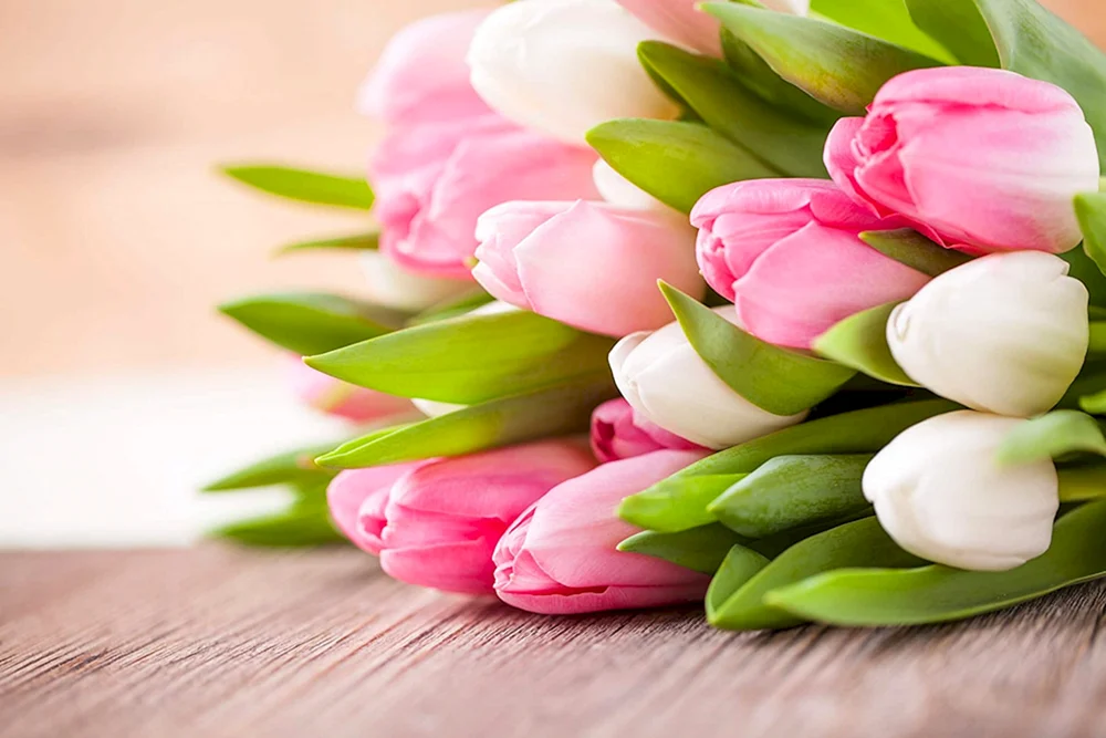 Zart Tulpen