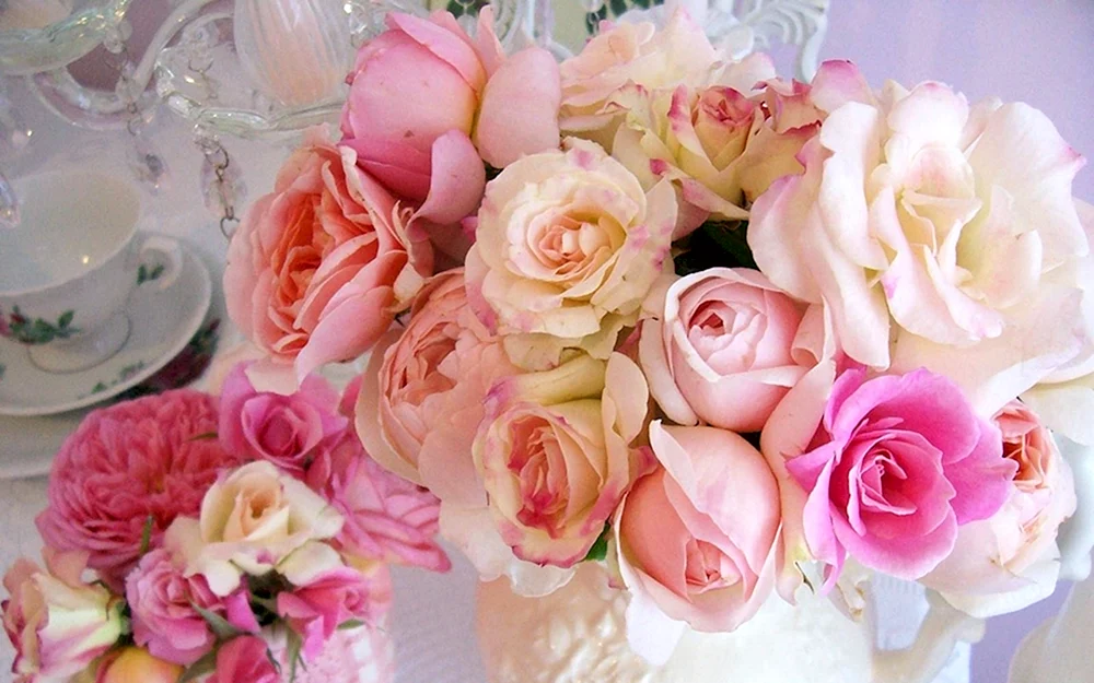 Rose Beautyful Garden