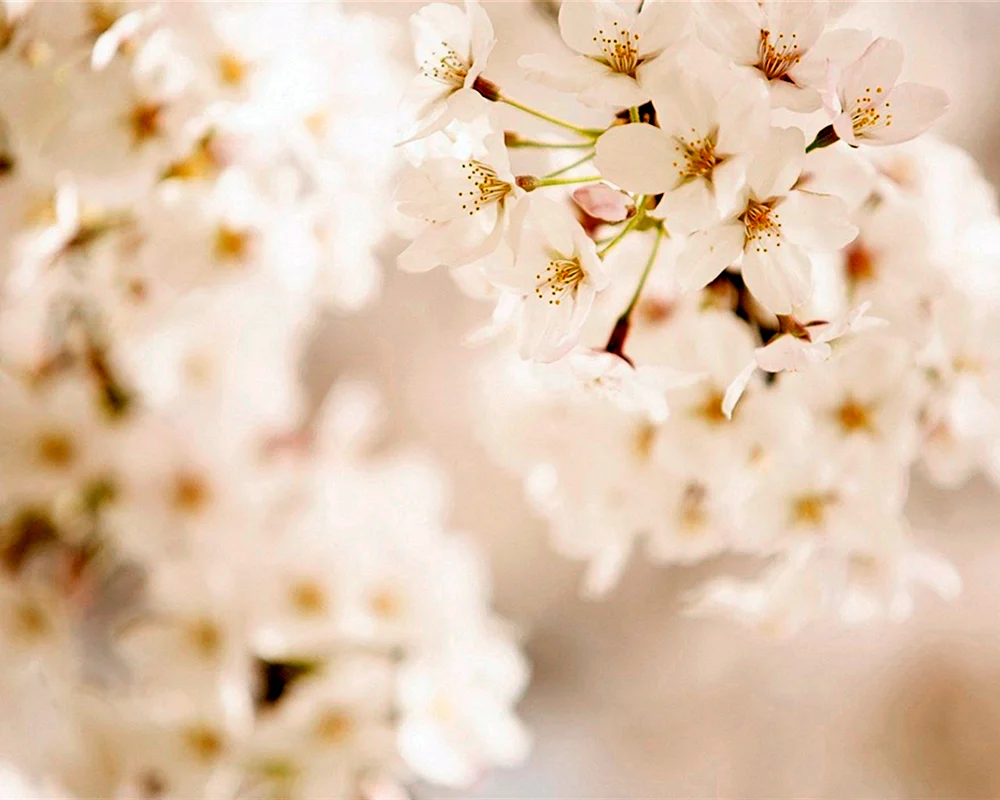 Beige Hintergrund