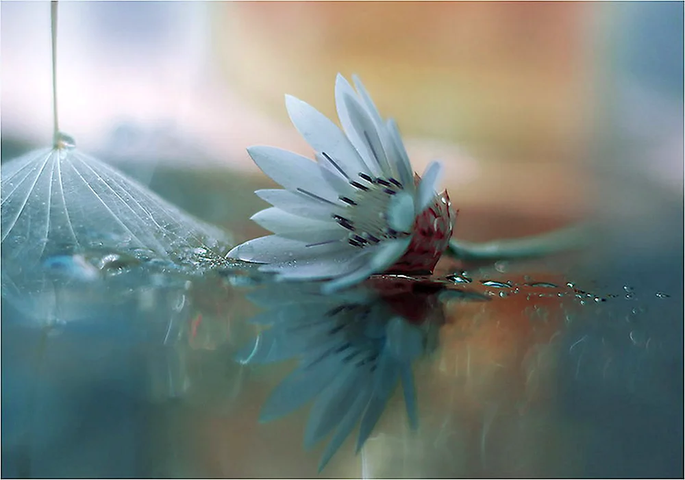 Zarte Blume