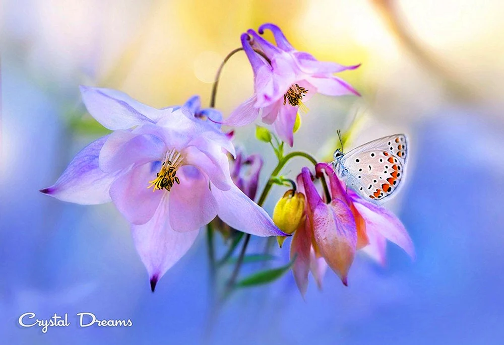 Schöne Blume