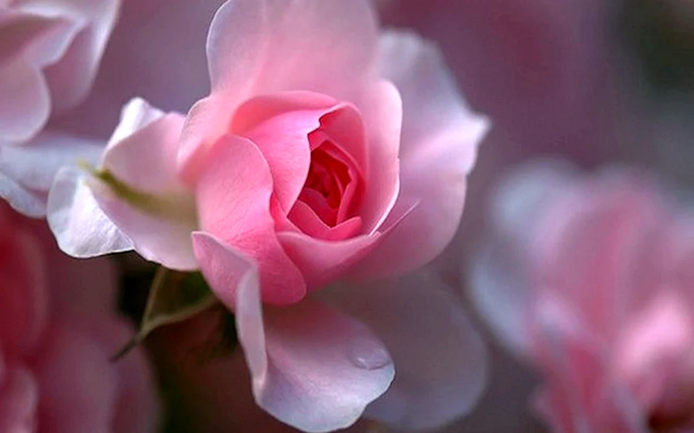 Schöne Blume