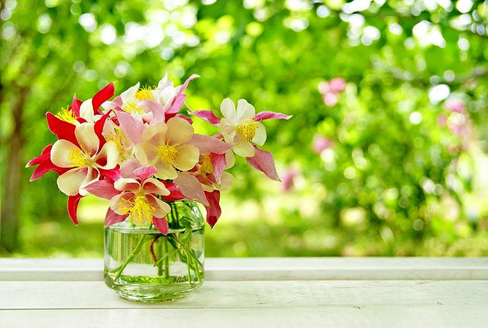 Zarte Blume
