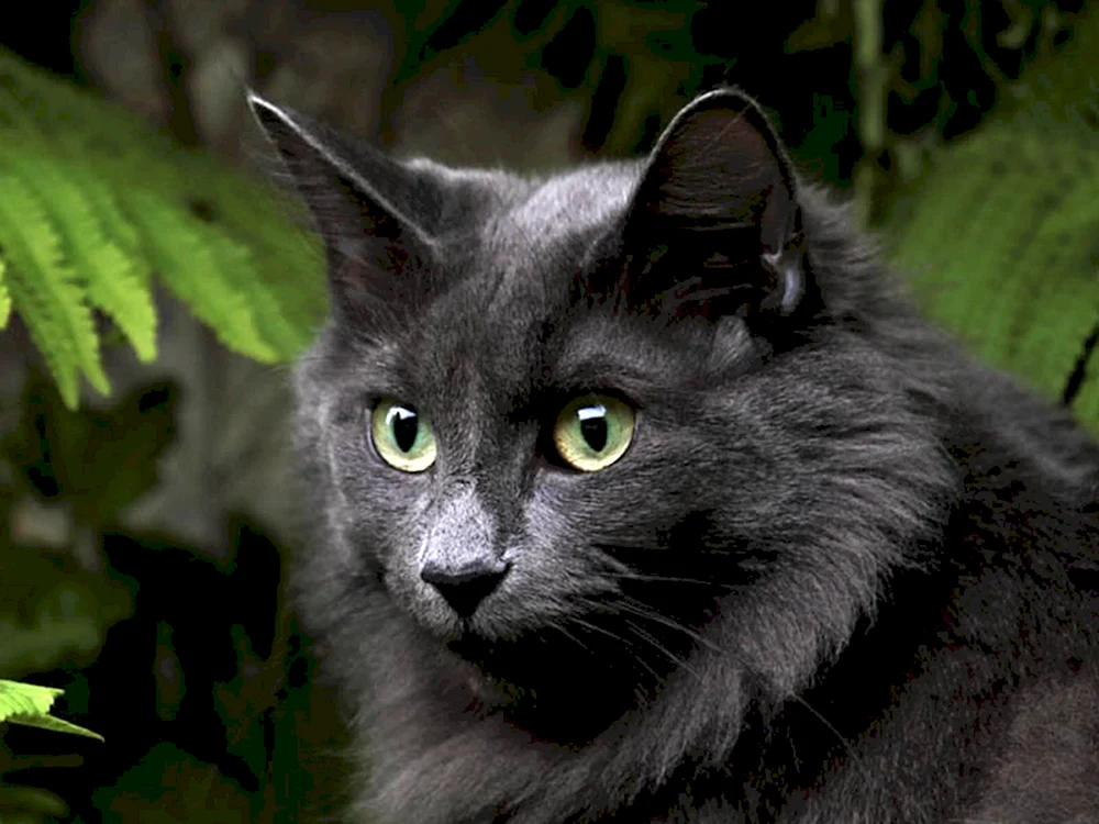 Nibelung schwarz