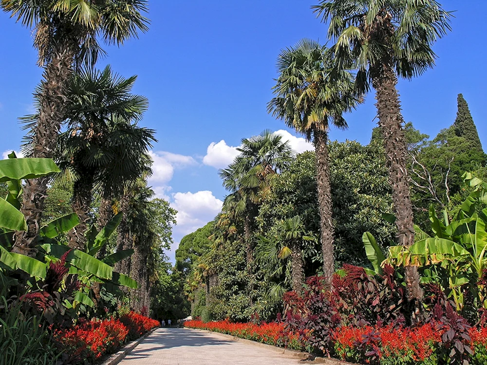 Yalta Palmen