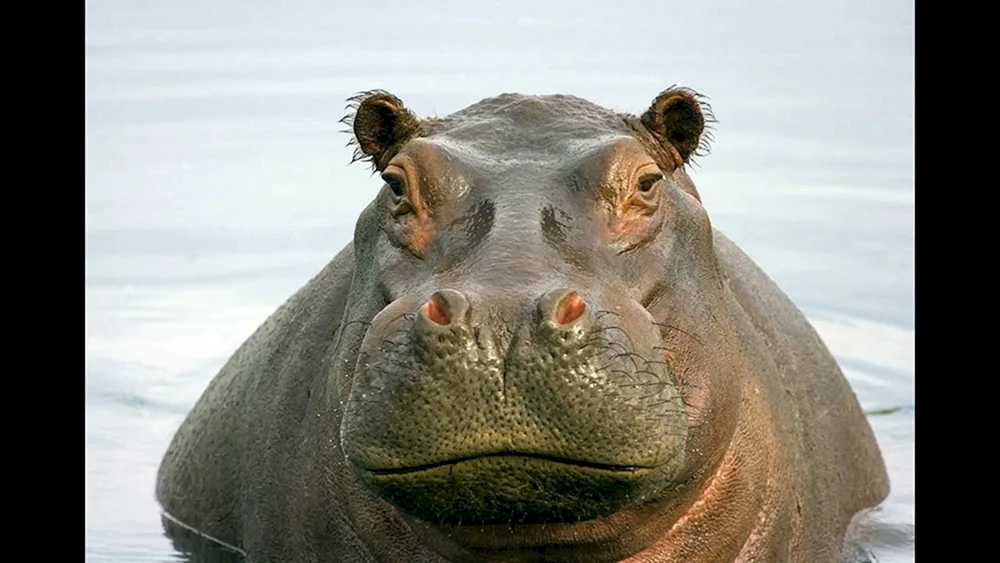 Nil Flusspferd