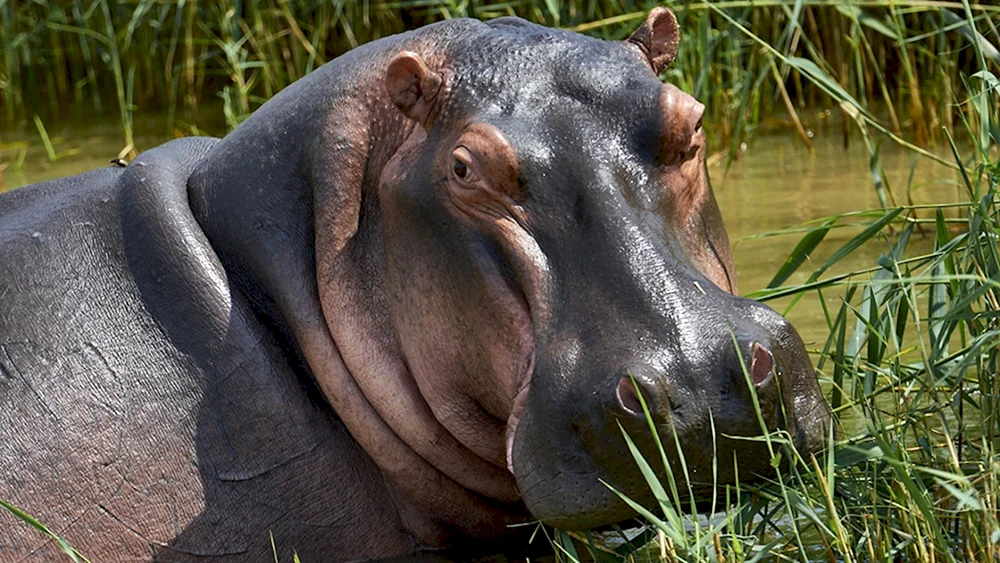 Madagaskar Zwergflusspferd und Flusspferd