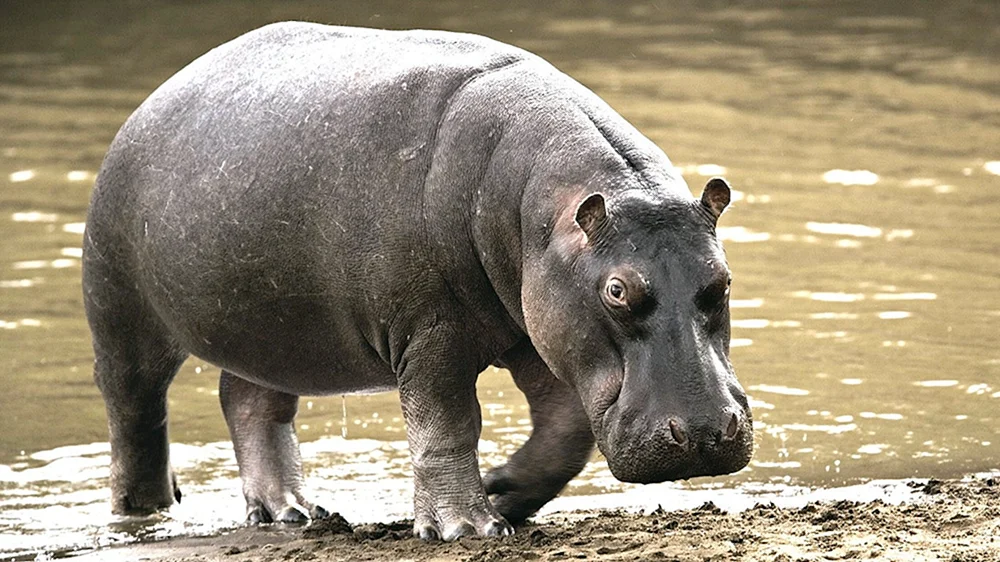 Nil Flusspferd. Nilpferd und Flusspferd Nilpferd Madagaskar Zwergflusspferd Lustiges Flusspferd Nilpferd und Flusspferd Nilpferd amphibius Nilpferd Nilpferd. Hugo Nilpferd und Flusspferd Nilpferd Nilpferd Nilpferd Nilpferd Nilpferd Hugo Nilpferd Fiona Nilpferd und Flusspferd Nilpferd und Flusspferd.
