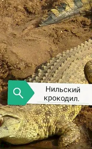 Nilkrokodil
