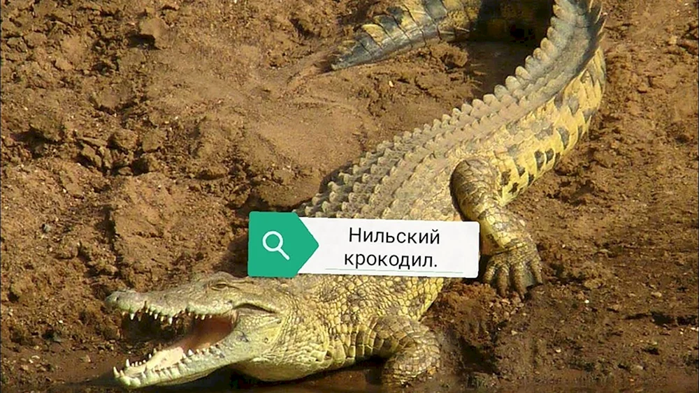 Nilkrokodil