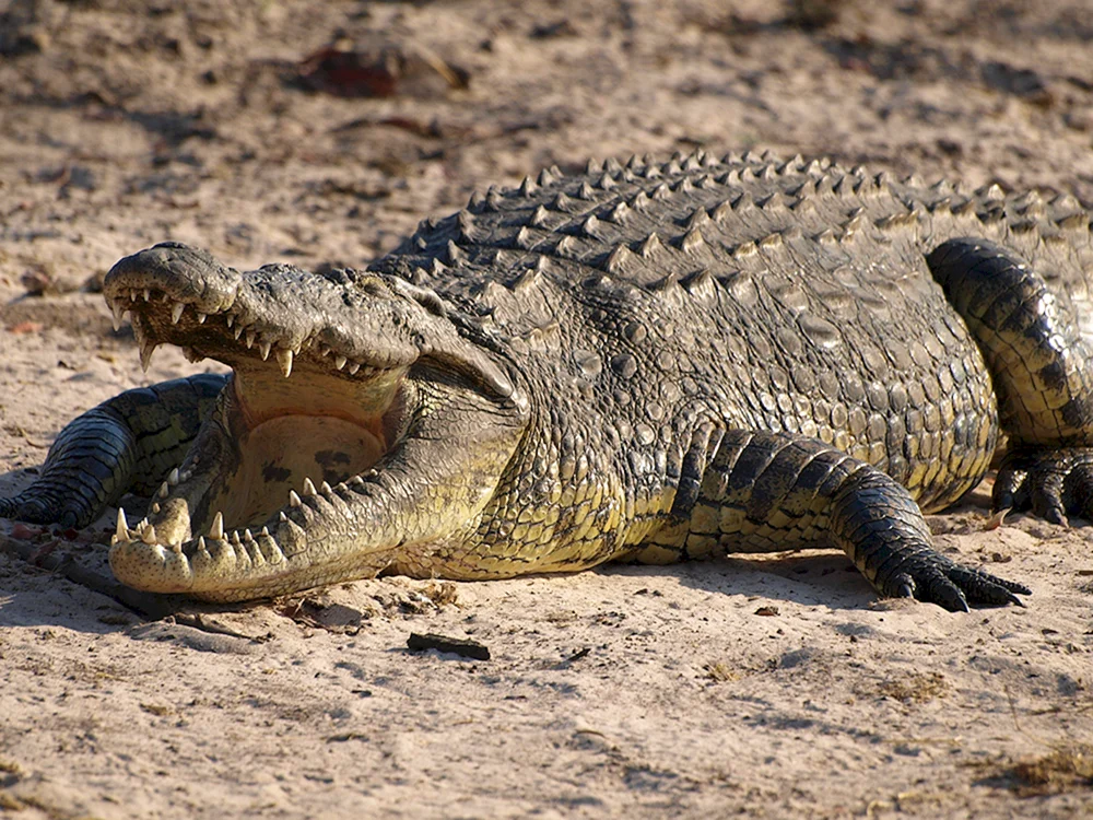 Nilkrokodil