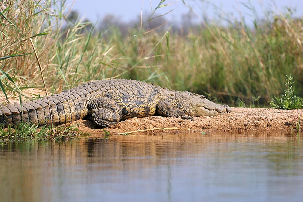 Nilkrokodil