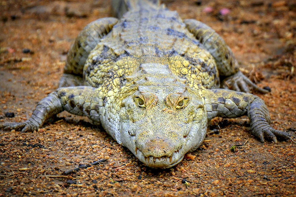 Das Krokodil