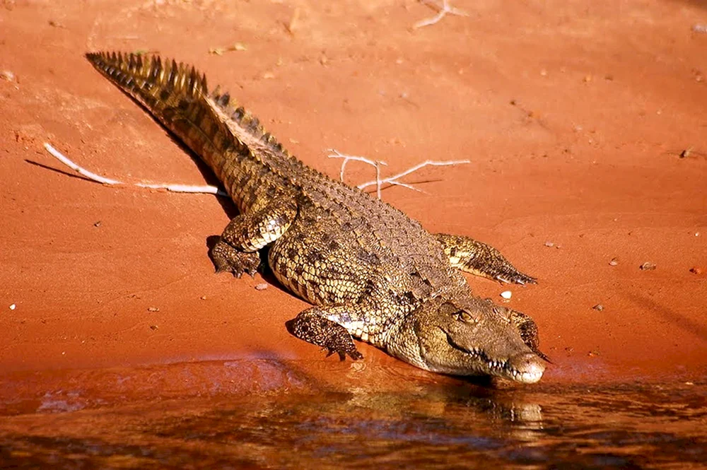 Nilkrokodil.