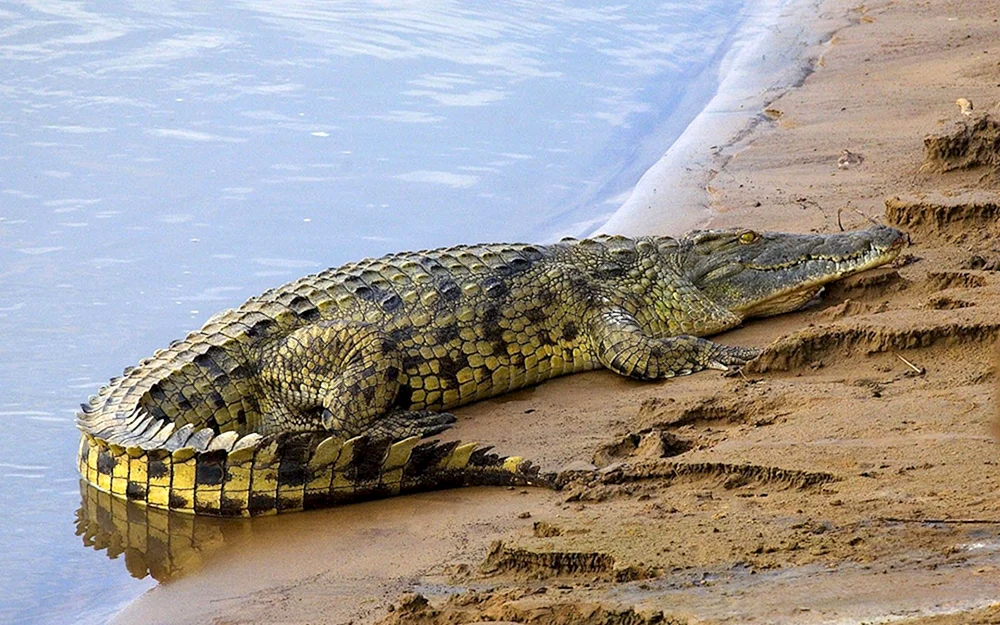 Nilkrokodil