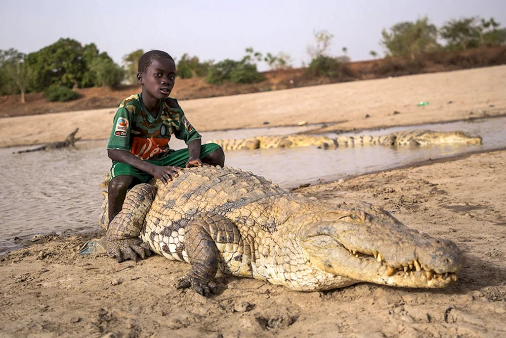 Afrikanisches Nilkrokodil