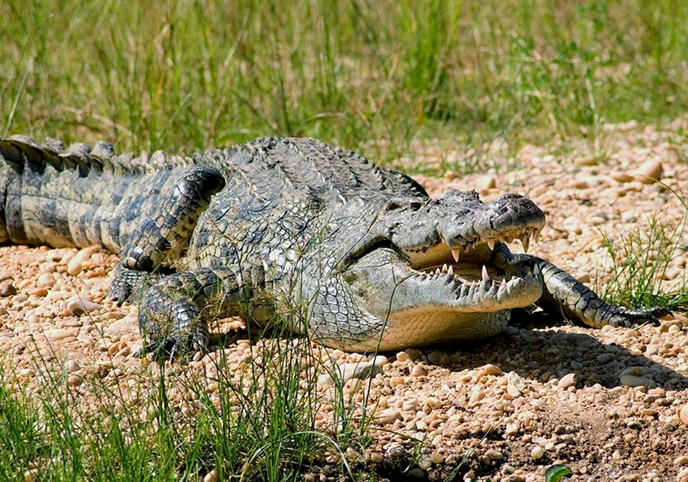Afrikanisches Nilkrokodil