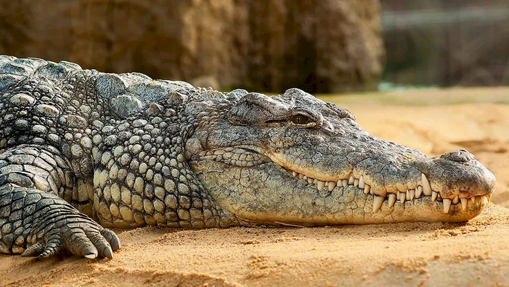 Nilkrokodil