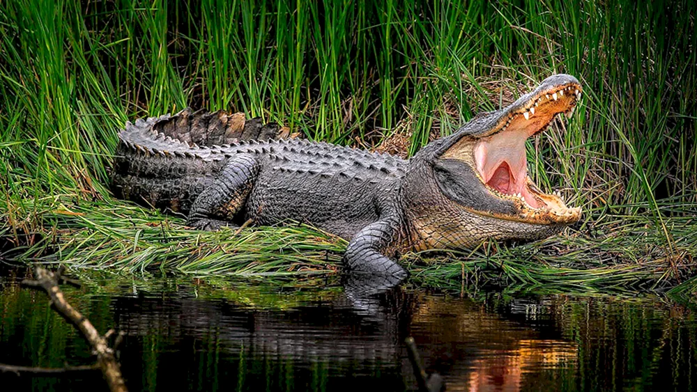 Nilkrokodil