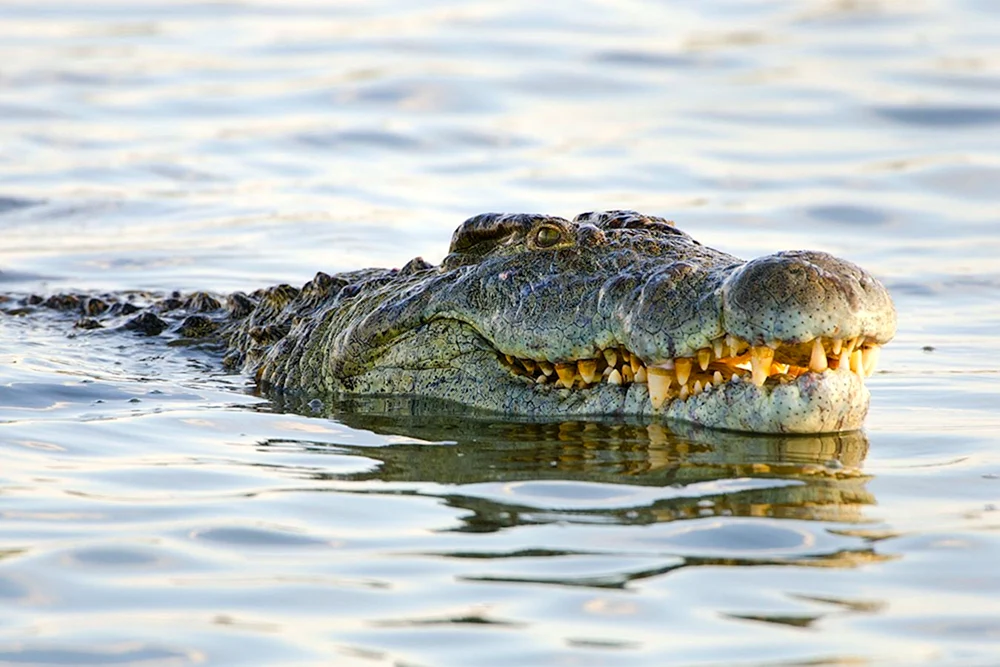 Nilkrokodil