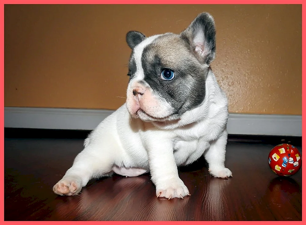 Neuer Farbton Isabella Französische Bulldogge
