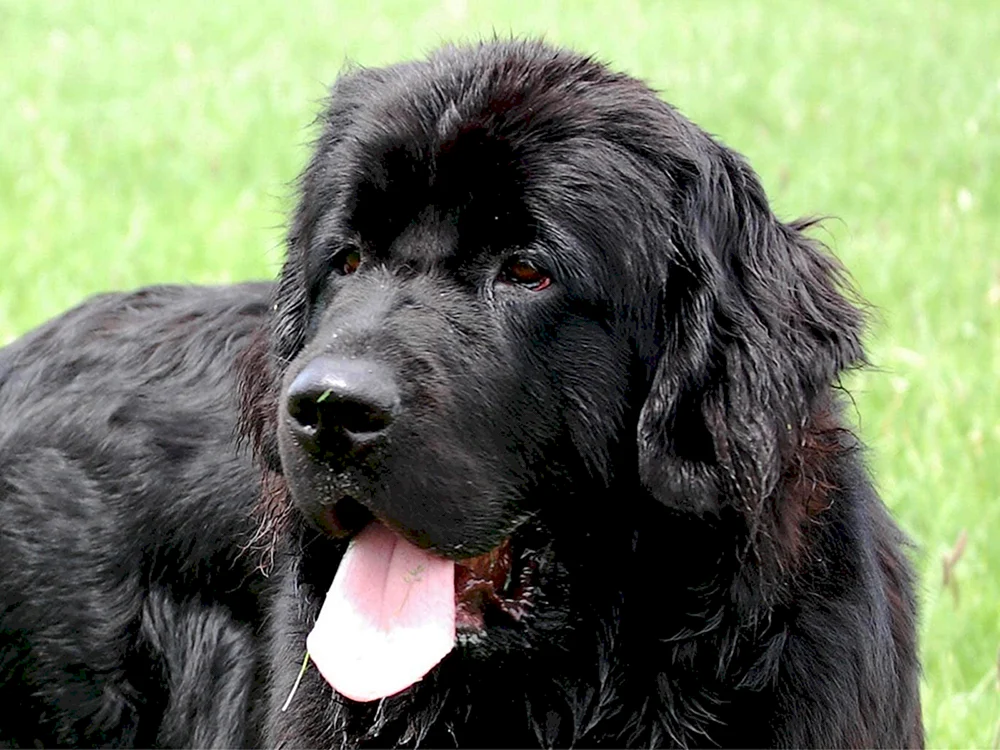 Labrador Schwarz
