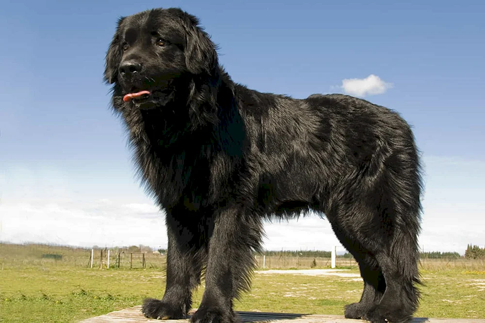 Riesenschnauzer