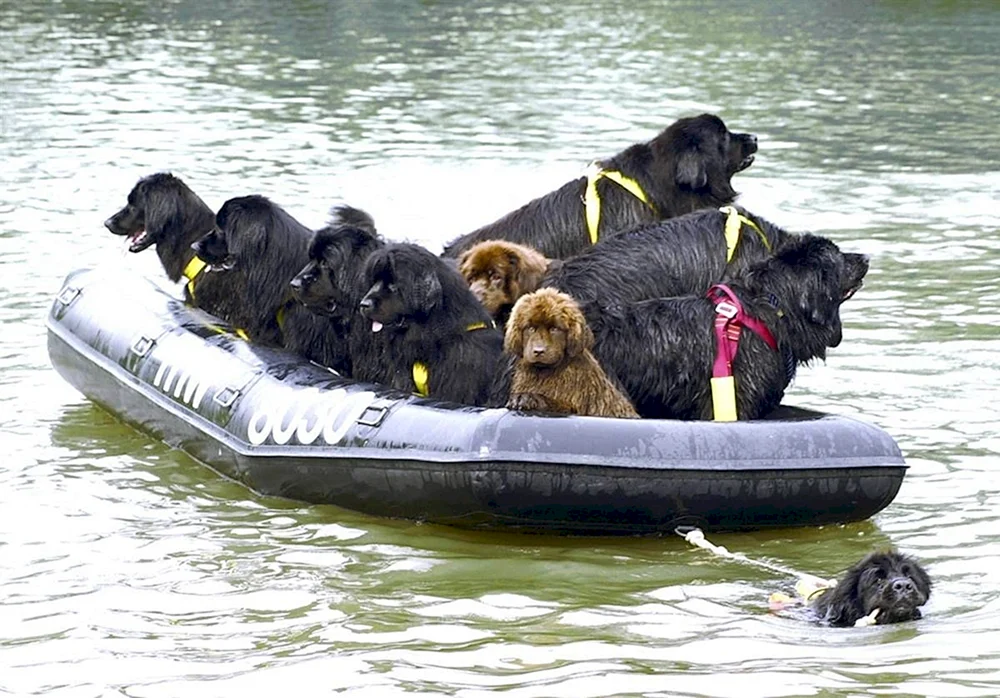 Neufundländer-Rettungshund