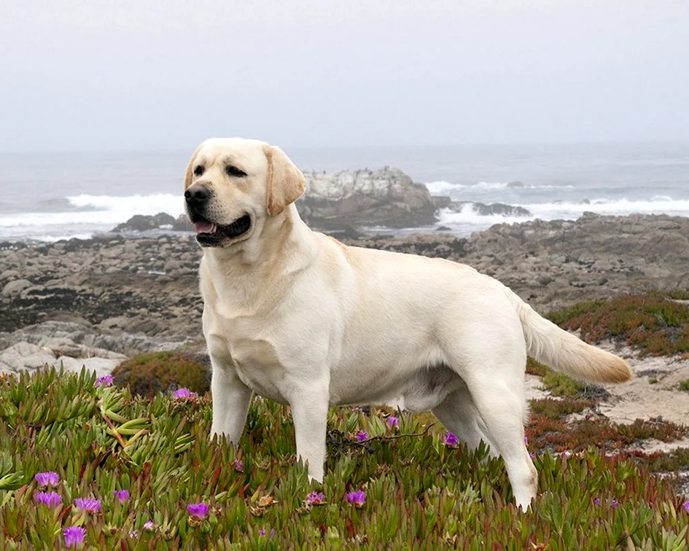 Labrador weiß