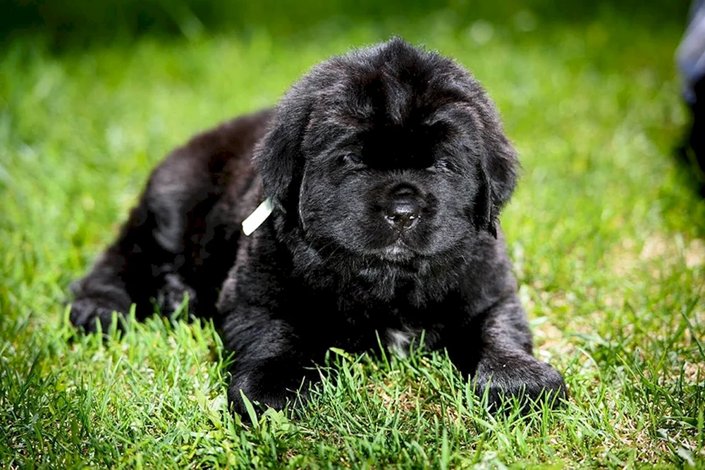 Moskauer Schwarzer Wachhund