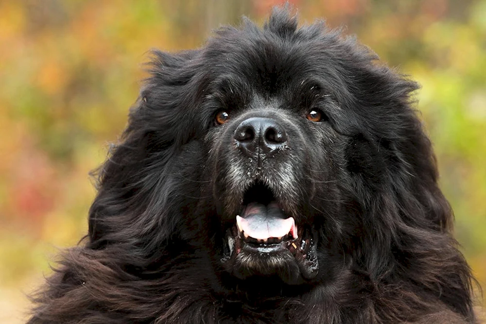 Neufundländer Hund