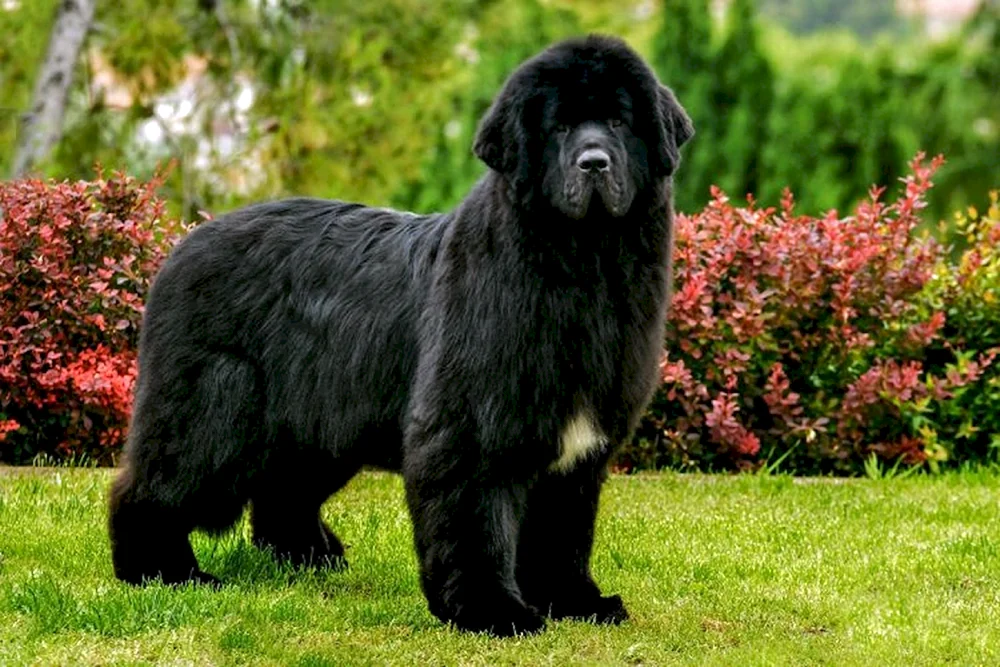 Neufundländer Hund