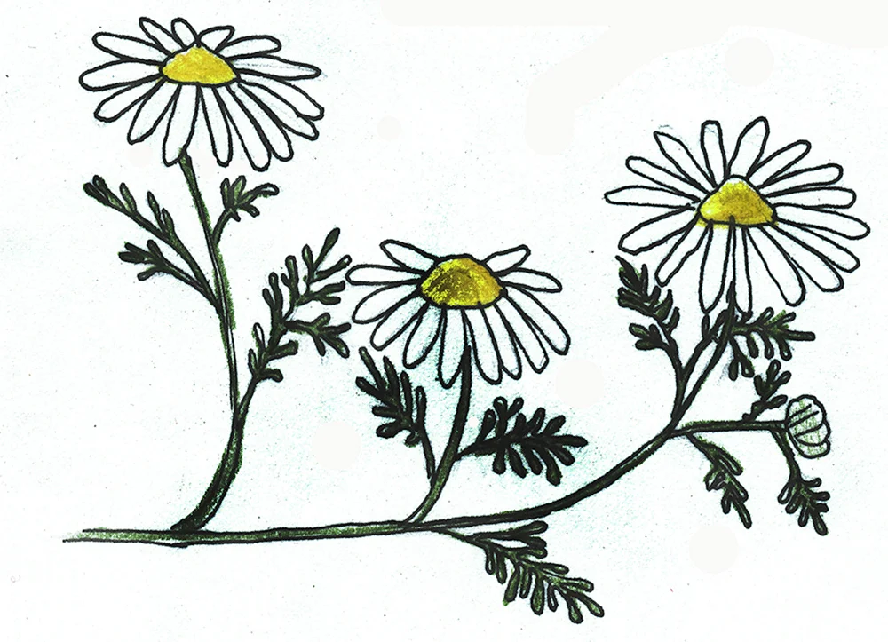 Gänseblümchen zum Malen