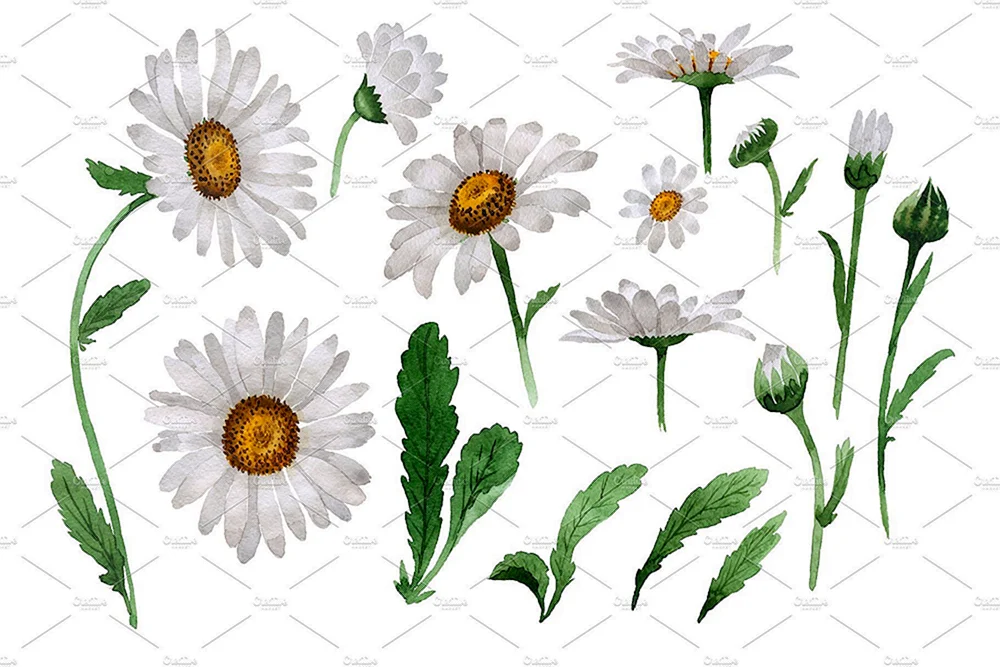 Gänseblümchen Gänseblümchen Stiel und Blatt
