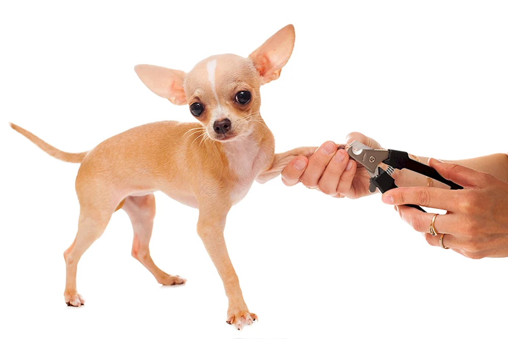 Langhaar-Chihuahua-Nägel