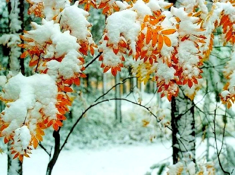 Erster Schnee
