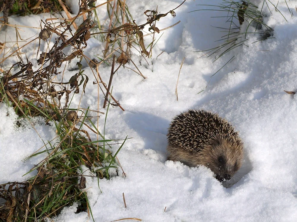 Nora-Igel im Winter