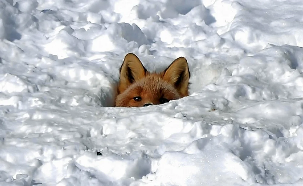 Georgischer Fuchs