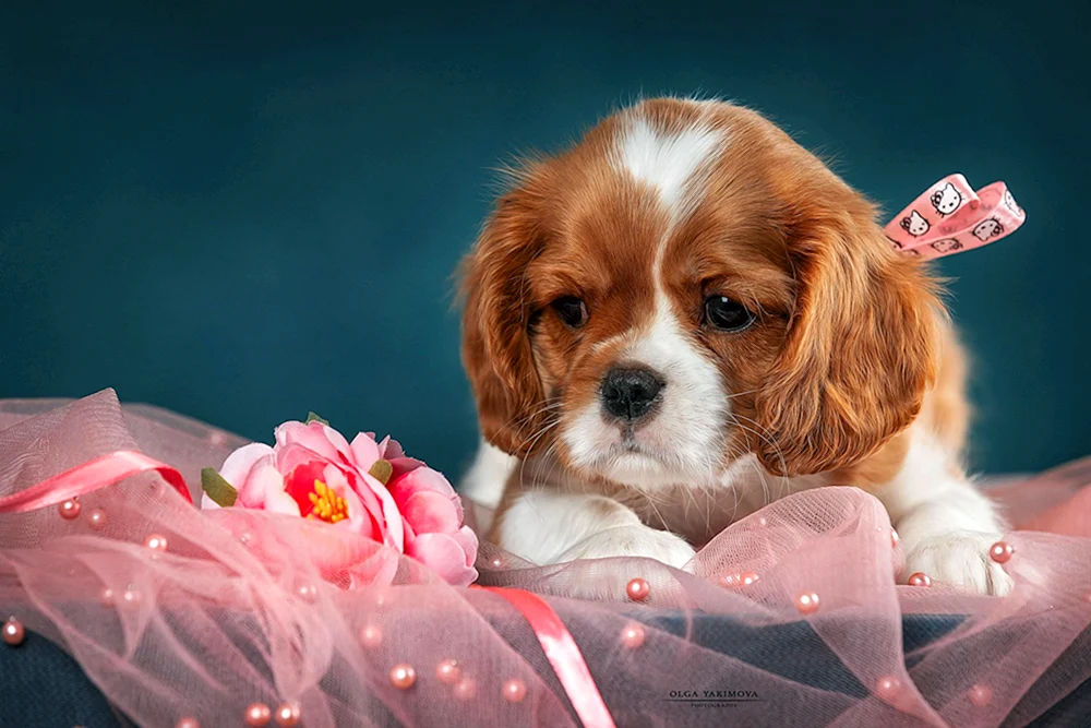 Norfolk spaniel spaniel