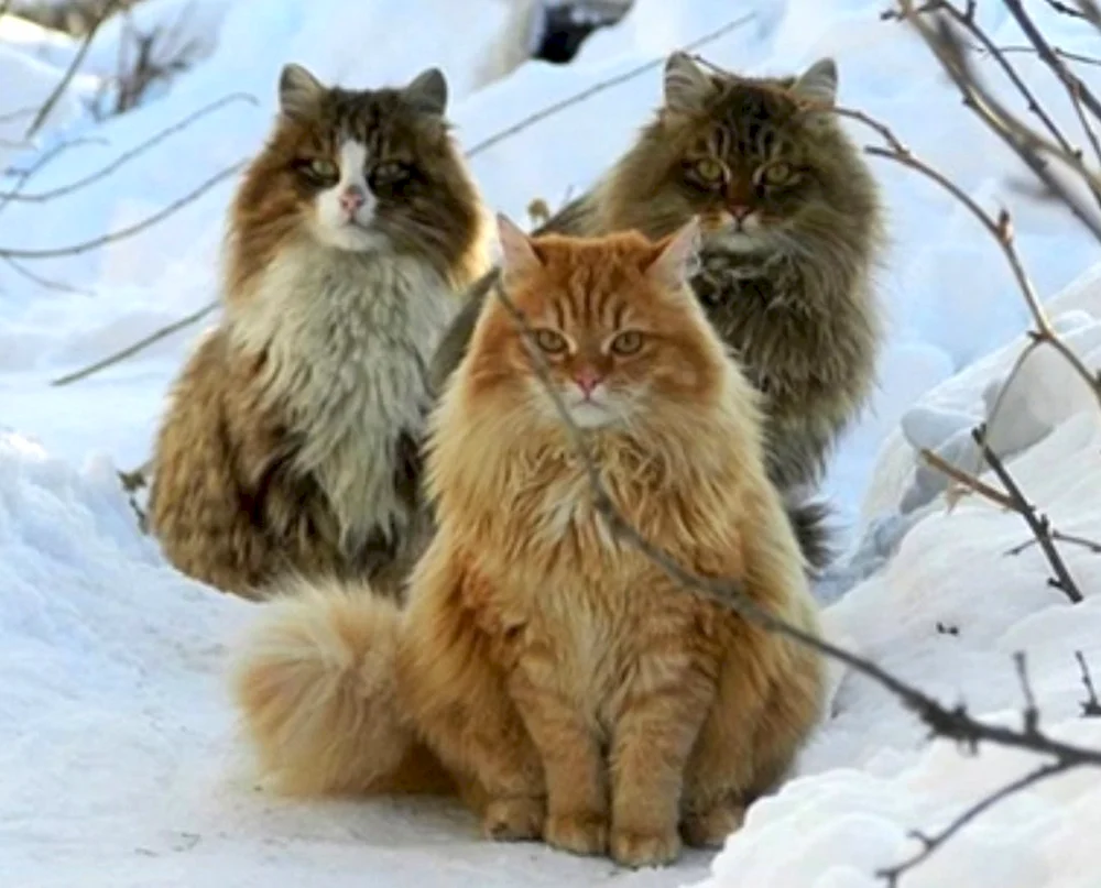 Sibirische Katze Ussuri