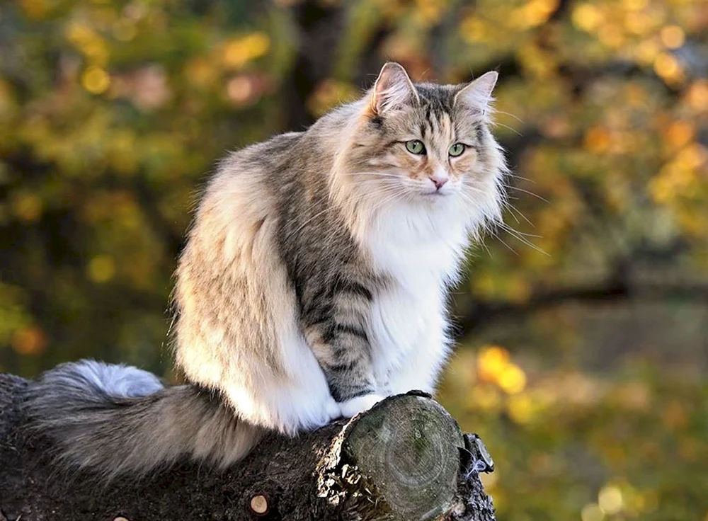 Norwegische Waldkatze