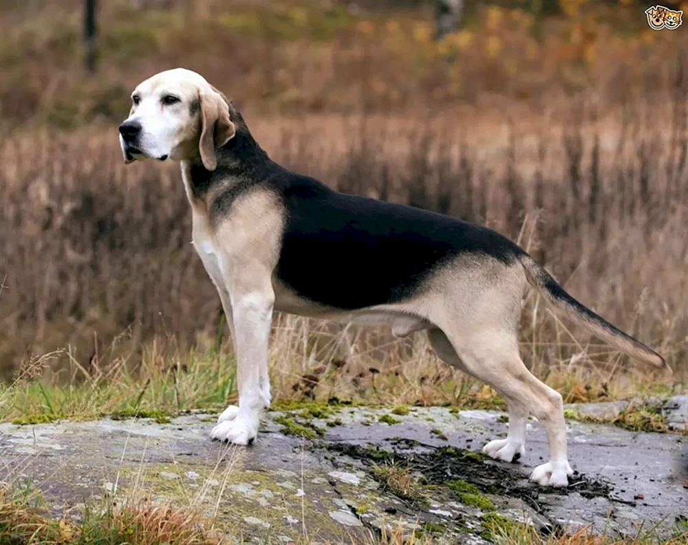 Norwegischer Jagdhund