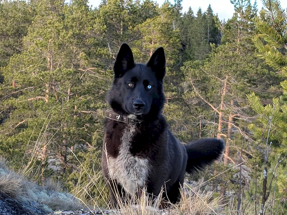 Norwegischer schwarzer Elchhund