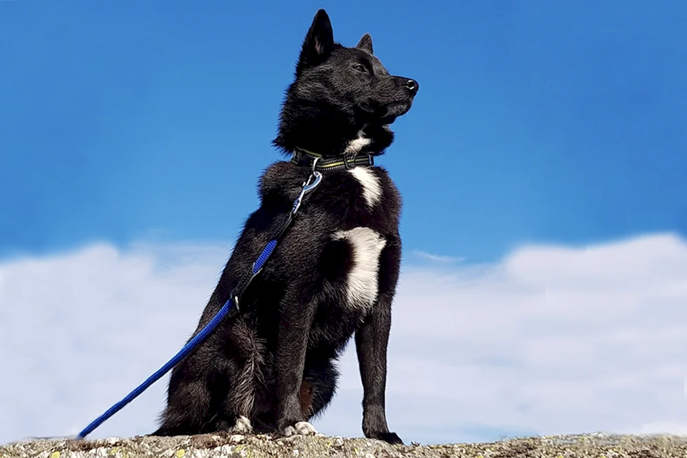 Norwegischer Husky schwarz